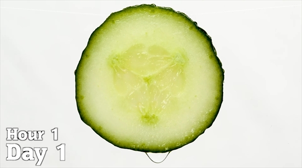 キュウリの輪切り1