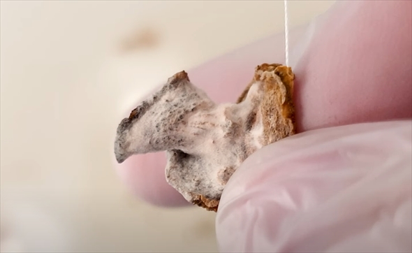 キュウリの輪切り3