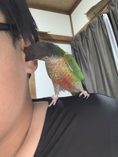 飼い主さんの耳に顔を突っ込んでいるウロコインコ