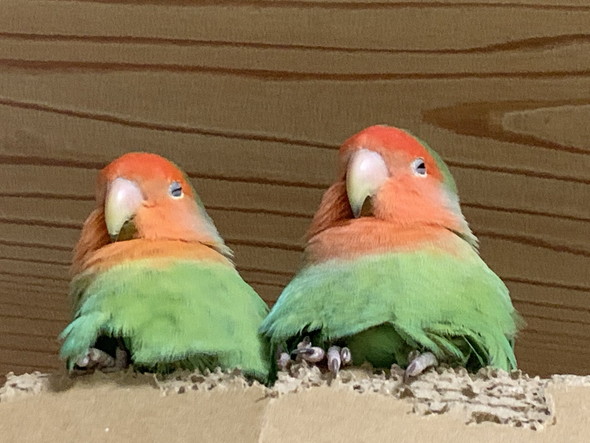 並んで眠そうになっているインコさん