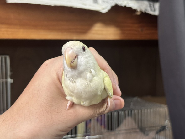 楽しそうなインコさん