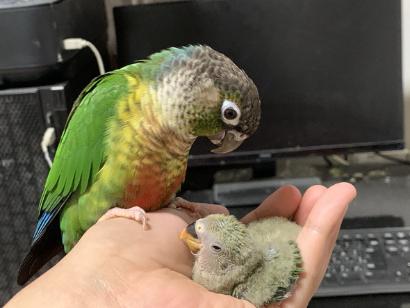 赤ちゃんインコを見つめるインコさん