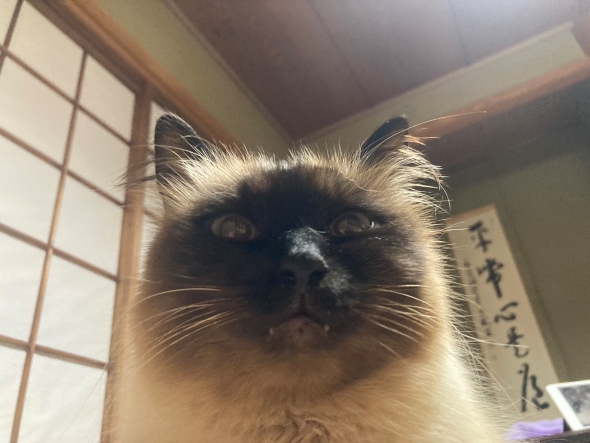 やーこの猫