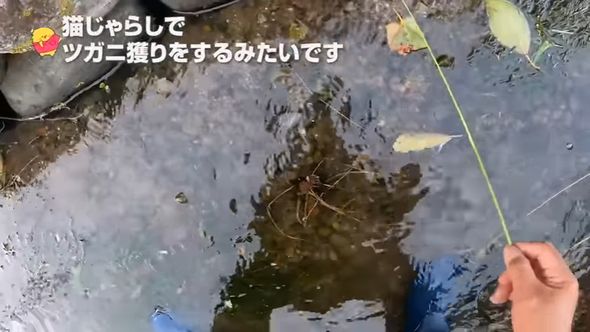 猫じゃらしに餌を結び付けてツガニ捕りをする投稿者の父親