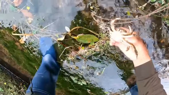 投稿者の父親が子どものころからやっている方法で捕まえたツガニ