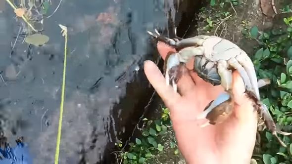 投稿者の父親が子どもの頃からやっている方法で捕まえたツガニのオス