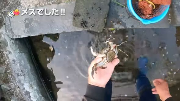 ブロックの中に隠れていたツガニのメス