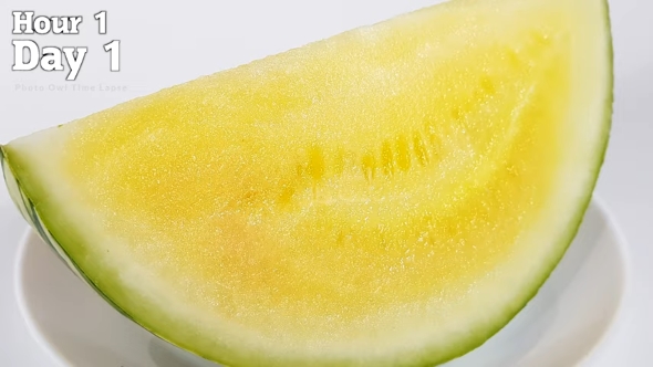 スイカ1日目の様子