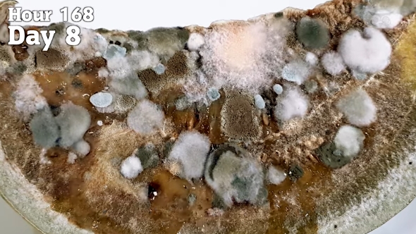 スイカを8日放置した様子