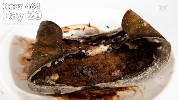 スイカ20日目の様子