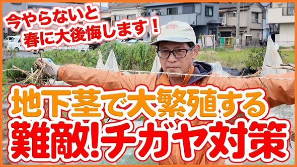 今やっておかないと春に大繁殖する恐怖の雑草