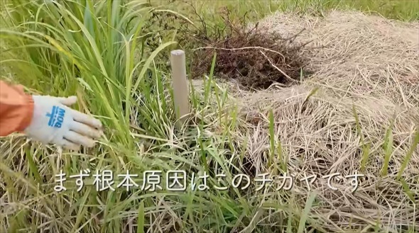 今やっておかないと春に大繁殖する恐怖の雑草