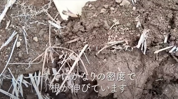 今やっておかないと春に大繁殖する恐怖の雑草