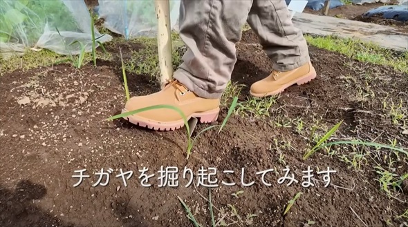 今やっておかないと春に大繁殖する恐怖の雑草