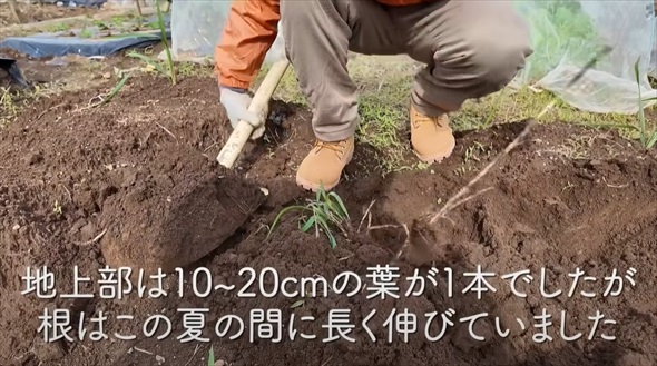 今やっておかないと春に大繁殖する恐怖の雑草