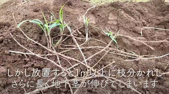 今やっておかないと春に大繁殖する恐怖の雑草