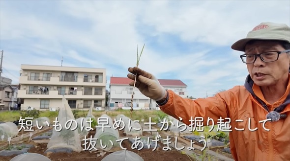今やっておかないと春に大繁殖する恐怖の雑草