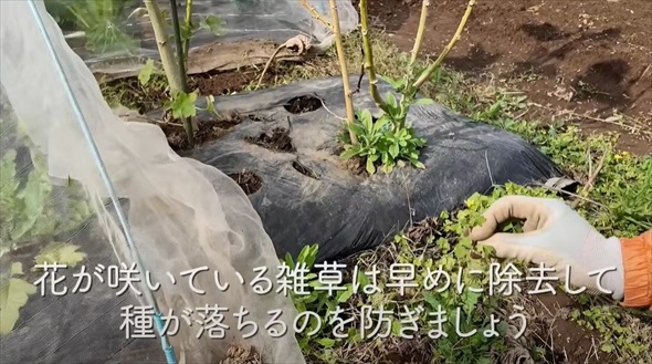 今やっておかないと春に大繁殖する恐怖の雑草