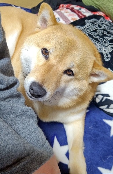 怪訝な表情のワンコ