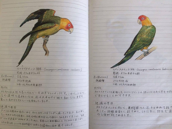 14歳の自由研究ノート絶滅危惧種176種