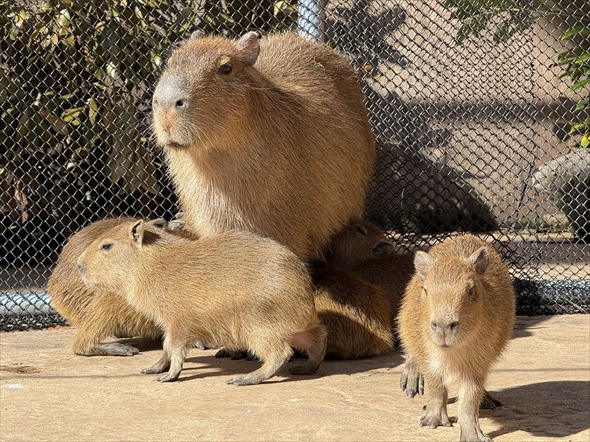 伊豆アニマルキングダムのカピバラの赤ちゃんがかわいい