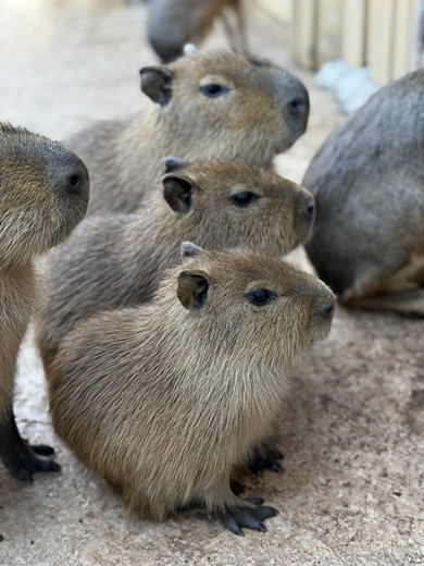 伊豆アニマルキングダムのカピバラの赤ちゃんがかわいい