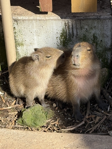 伊豆アニマルキングダムのカピバラの赤ちゃんがかわいい