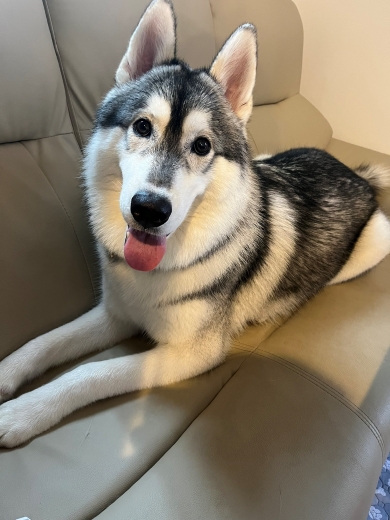 首の重さの原因