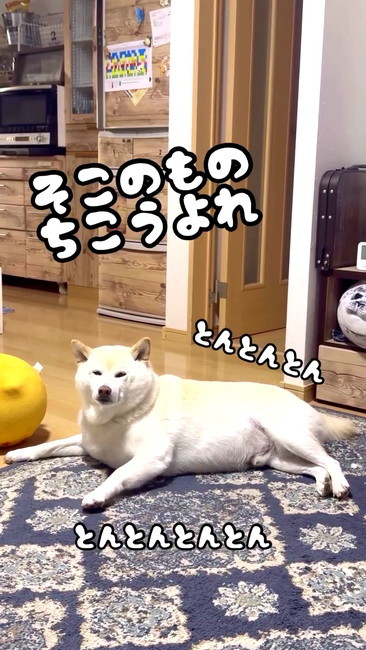 床でこっちを見ている白柴