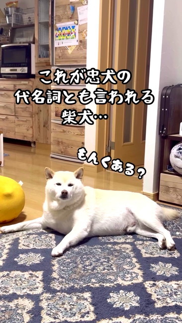 床でこっちを見ている白柴