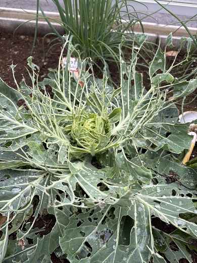 虫に食い荒らされてボロボロになった庭のキャベツ