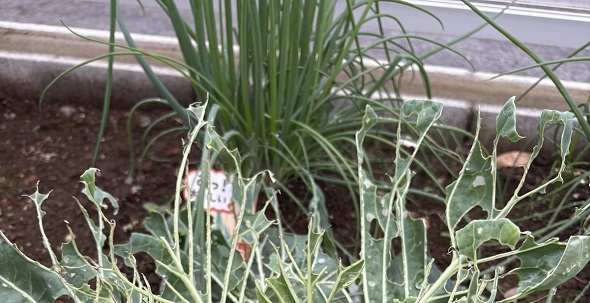 無農薬で育てていた庭のキャベツ