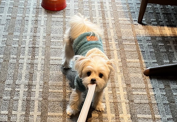 ストッキング引っ張るワンコ