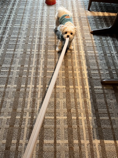 ストッキング引っ張るワンコ