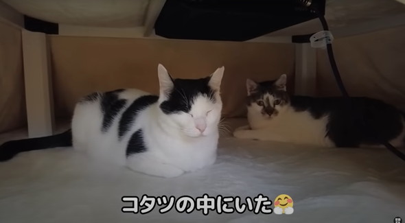 コタツの登場にはしゃぐ猫