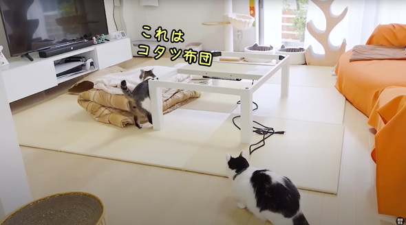コタツの登場にはしゃぐ猫