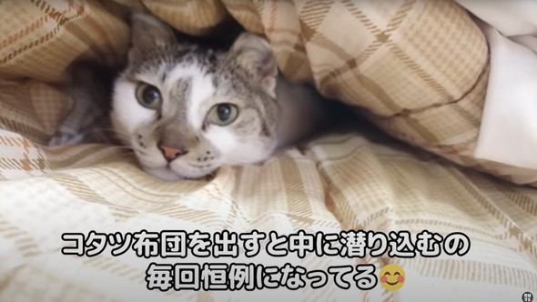 コタツの登場にはしゃぐ猫