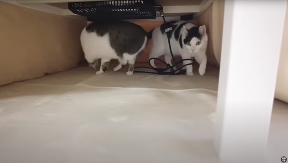 コタツの登場にはしゃぐ猫