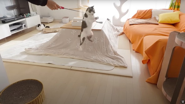 コタツの登場にはしゃぐ猫