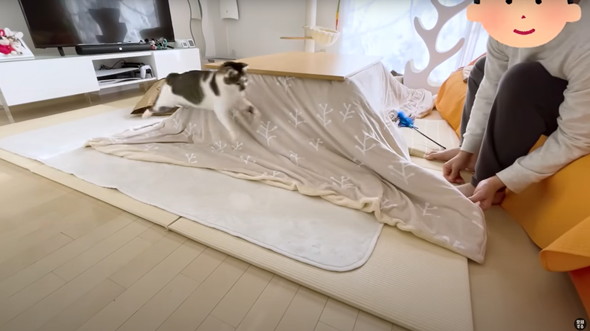 コタツの登場にはしゃぐ猫
