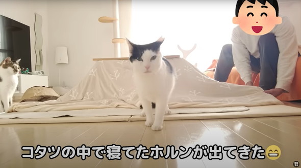 コタツの登場にはしゃぐ猫