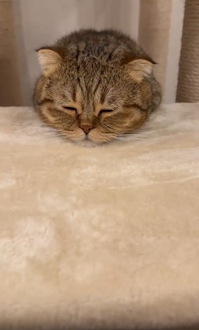 キャットタワーのぼりかけで寝ちゃった猫
