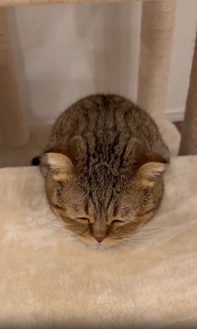キャットタワーのぼりかけで寝ちゃった猫