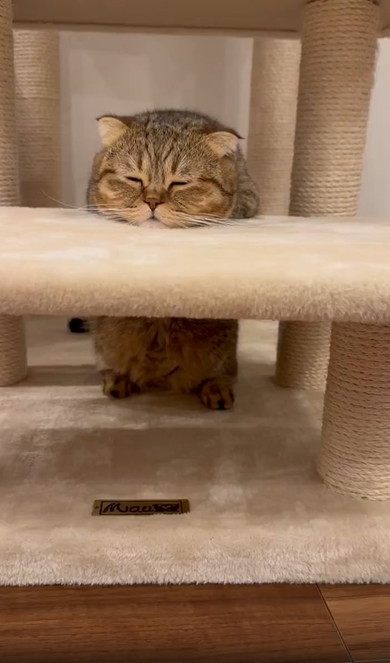 キャットタワーのぼりかけで寝ちゃった猫