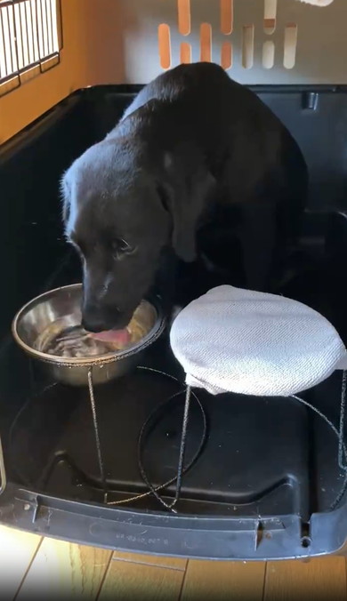 口を拭く賢い犬