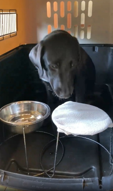 口を拭く賢い犬