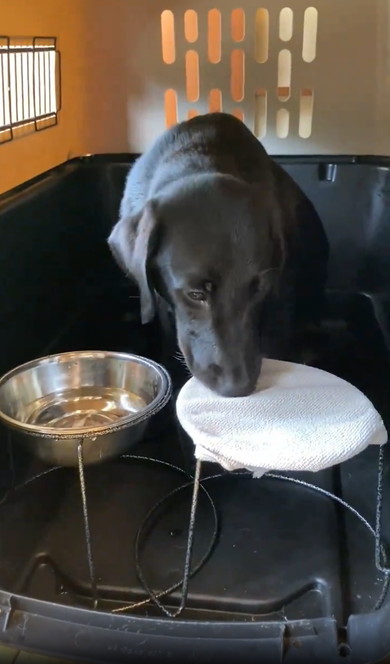 口を拭く賢い犬