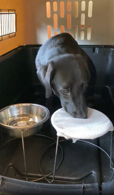 口を拭く賢い犬