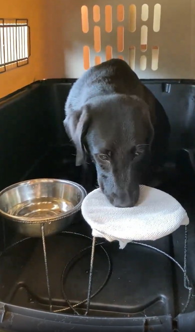 口を拭く賢い犬