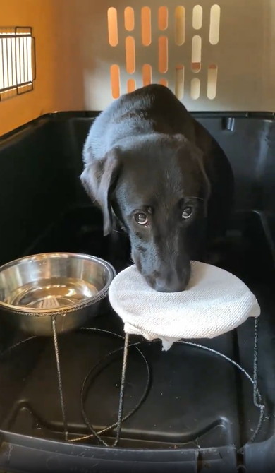 口を拭く賢い犬